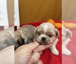 Small Photo #6 Pekingese Puppy For Sale in PLANO, TX, USA