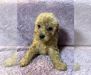 Poodle (Miniature) Puppy for sale in INDIANAPOLIS, IN, USA