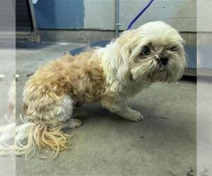 Shih Tzu Dogs for adoption in Camarillo, CA, USA