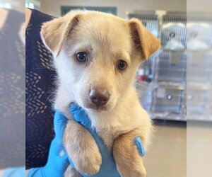 Mutt Dogs for adoption in Fremont, CA, USA