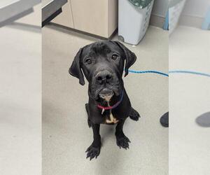 Great Dane-Unknown Mix Dogs for adoption in Las Vegas, NV, USA