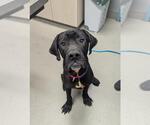 Small Great Dane Mix