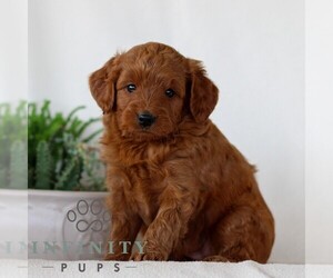 Goldendoodle (Miniature) Puppy for sale in NARVON, PA, USA