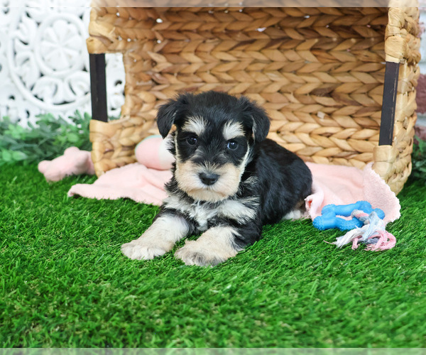 Medium Photo #9 Schnauzer (Miniature) Puppy For Sale in SYRACUSE, IN, USA