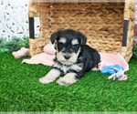 Small #8 Schnauzer (Miniature)