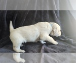 Small Photo #16 Golden Retriever Puppy For Sale in MODESTO, CA, USA