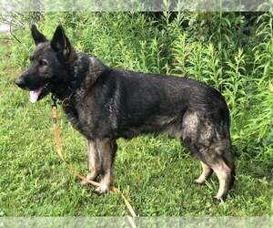 Father of the German Shepherd Dog puppies born on 10/21/2025