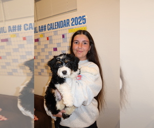 Miniature Bernedoodle Puppy for sale in QUEEN CREEK, AZ, USA