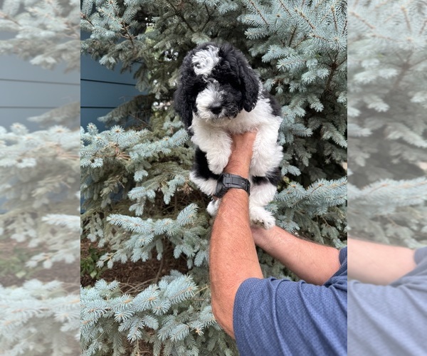 Medium Photo #1 Miniature Bernedoodle Puppy For Sale in BLUE SPRINGS, MO, USA