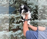 Puppy Puppy 1 Miniature Bernedoodle