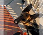 Small #1 German Shepherd Dog