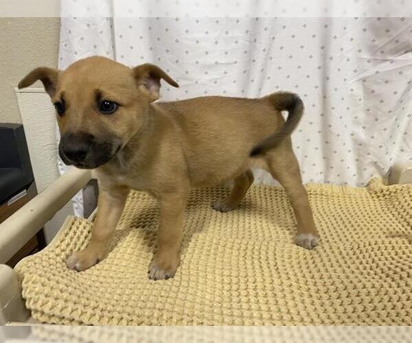 Medium Photo #1 German Shepherd Dog Puppy For Sale in Modesto, CA, USA