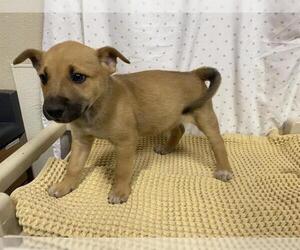 German Shepherd Dog Dogs for adoption in Modesto, CA, USA