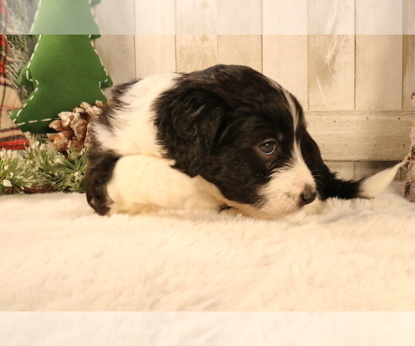 Medium Photo #9 Aussiedoodle Miniature  Puppy For Sale in STAFFORD, VA, USA