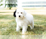Small Photo #7 Bernedoodle-Poodle (Miniature) Mix Puppy For Sale in SHIPSHEWANA, IN, USA