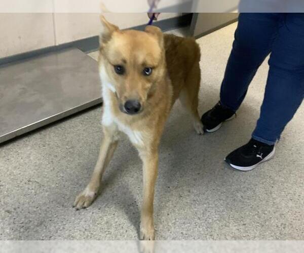 Medium Photo #1 German Shepherd Dog-Unknown Mix Puppy For Sale in Visalia, CA, USA