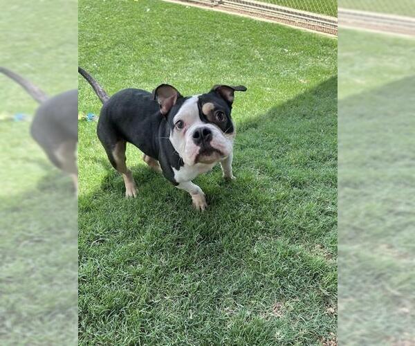 Medium Photo #1 American Bulldog-Unknown Mix Puppy For Sale in Plano, TX, USA