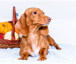 Small Photo #1 Dachshund Puppy For Sale in WAKARUSA, IN, USA