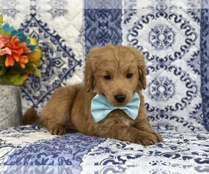 Goldendoodle (Miniature) Puppy for sale in LANCASTER, PA, USA