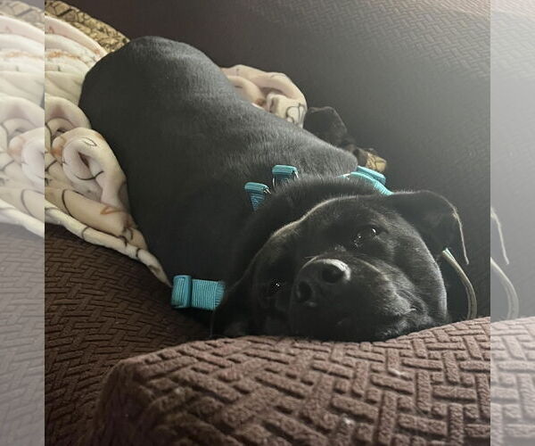 Medium Photo #3 Mutt Puppy For Sale in Stckton, CA, USA