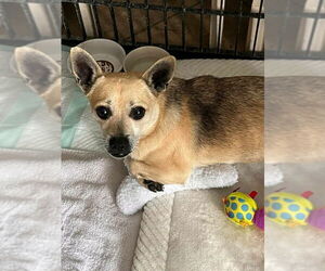 Chihuahua-Unknown Mix Dogs for adoption in Rocky Mount, NC, USA