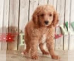 Bichon Frise-Cavapoo Mix Puppy for sale in MOUNT VERNON, OH, USA