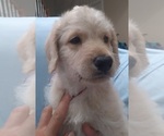 Small Photo #3 Labradoodle Puppy For Sale in JEFFERSONTOWN, KY, USA