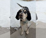 Small Bluetick Coonhound-Treeing Walker Coonhound Mix