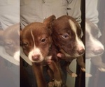 Small Photo #1 Alaskan Husky-American Pit Bull Terrier Mix Puppy For Sale in BIRMINGHAM, AL, USA