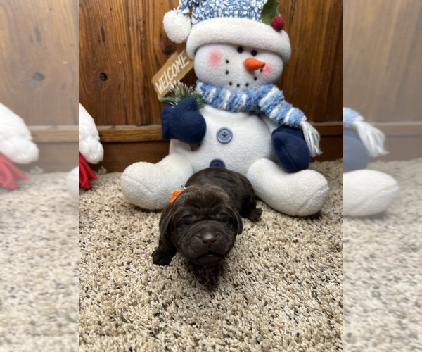 Medium Photo #10 Labrador Retriever Puppy For Sale in NEOLA, WV, USA