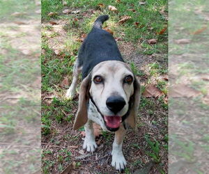 Beagle Dogs for adoption in Dunnellon, FL, USA