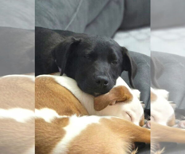 Medium Photo #3 Labrador Retriever-Unknown Mix Puppy For Sale in New London, WI, USA