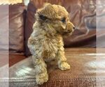 Small #1 Poodle (Toy)