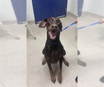 ACE - Male Doberman Pinscher Dog for Adoption - Small photo
