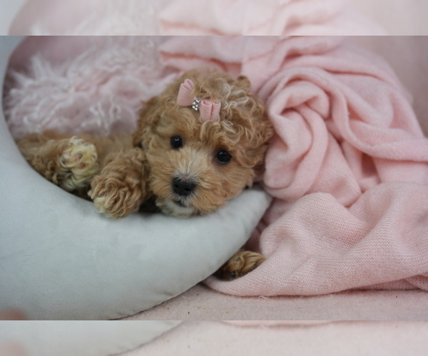 Medium Photo #7 Poodle (Toy) Puppy For Sale in MIAMI, FL, USA