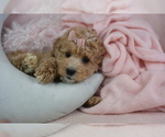 Poodles - Female Poodle (Toy) Puppy for Sale - Photo #7