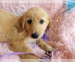 Small Photo #3 Goberian Puppy For Sale in APPLE VALLEY, CA, USA