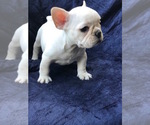 Small Photo #1 French Bulldog Puppy For Sale in FORT MYERS BEACH, FL, USA