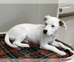 Small #5 Mutt