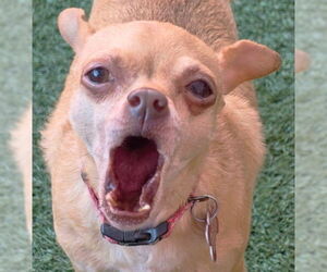 Royalty - Female Chihuahua Dog for Adoption - Photo #4