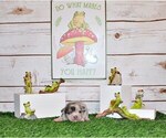 Small Photo #27 Chihuahua Puppy For Sale in CHARLESTON, AR, USA