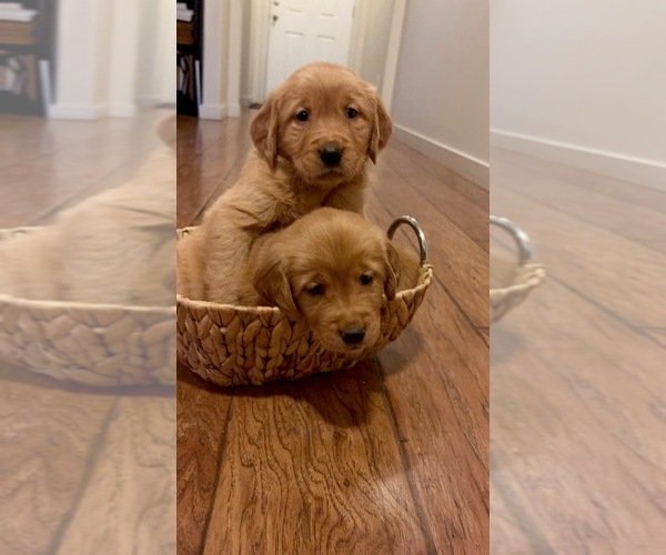 Medium Photo #5 Golden Retriever Puppy For Sale in BATTLE GROUND, WA, USA