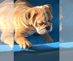 Small Photo #10 Bulldog Puppy For Sale in LOUISVILLE, KY, USA