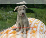 Small #2 German Shepherd Dog