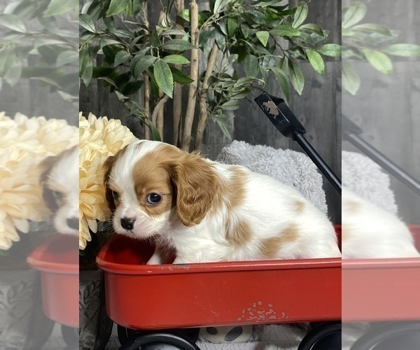 Medium Photo #4 Cavalier King Charles Spaniel Puppy For Sale in CANOGA, NY, USA