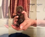 Small Photo #15 Shorkie Tzu Puppy For Sale in SCOTTSDALE, AZ, USA