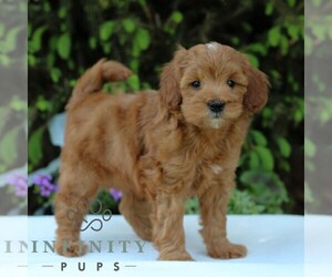 Goldendoodle (Miniature) Puppy for sale in EAST EARL, PA, USA