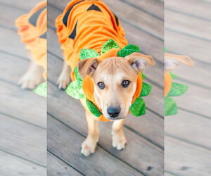 Crackers - Male Labrador Retriever-Unknown Mix Dog for Adoption