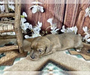 Dachshund Puppy for sale in CASSVILLE, MO, USA