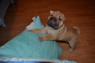Chinese Shar-Pei Puppy for sale in PALM COAST, FL, USA
